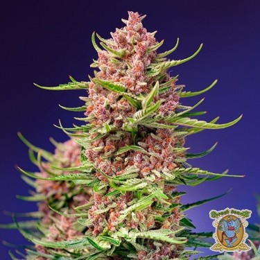 Strawberry Cola Sherbet F1 Fast Version plante de cannabis