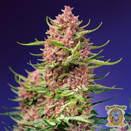 Strawberry Cola Sherbet F1 Fast Version plante de cannabis