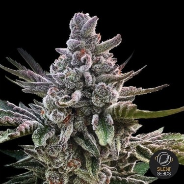Plante de cannabis Acai Jelly by Sherbinskis