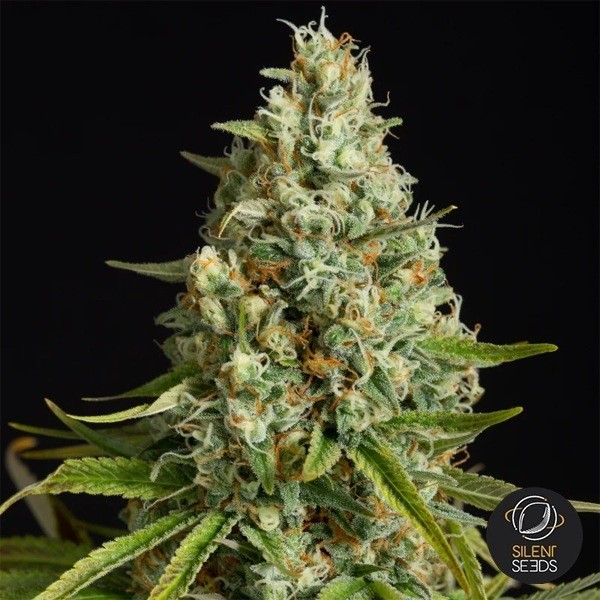 Voir Amnesia Lemon Silent Seeds