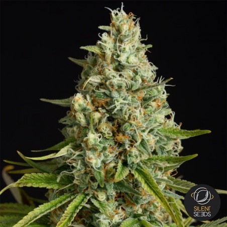 Amnesia Lemon Silent Seeds