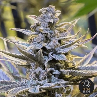 Cookielato SIlent Seeds