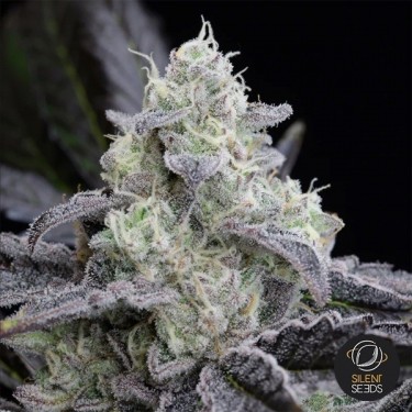 Plante de cannabis L.A. Vanilla Cake