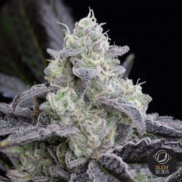 Voir Plante de cannabis L.A. Vanilla Cake