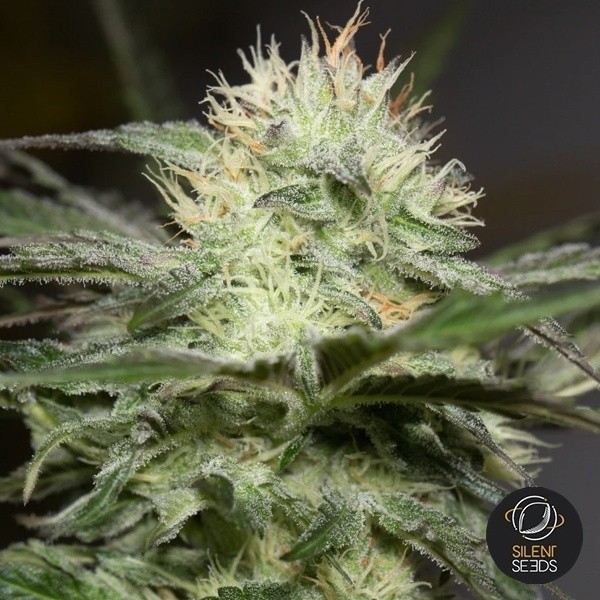 Voir Lemon Sorbet SIlent Seeds