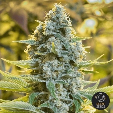 Plante de cannabis Moby Dick