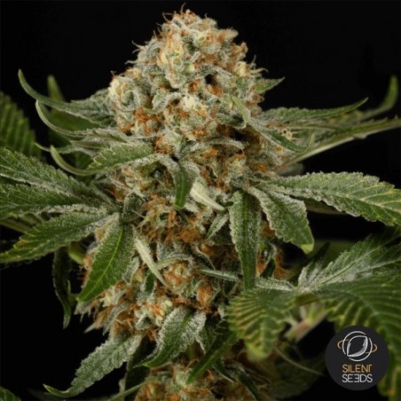 Plante de cannabis OG Kush