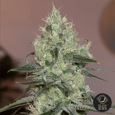 Original Amnesia Plante de cannabis