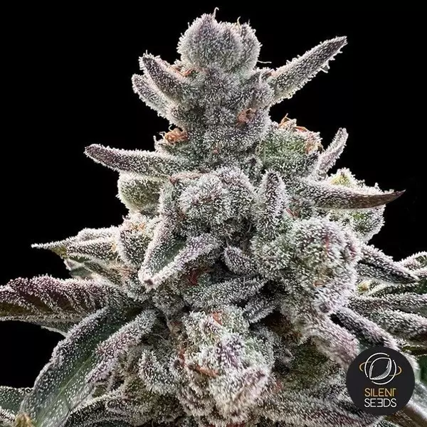 Voir Polar Gelato by Sherbinskis