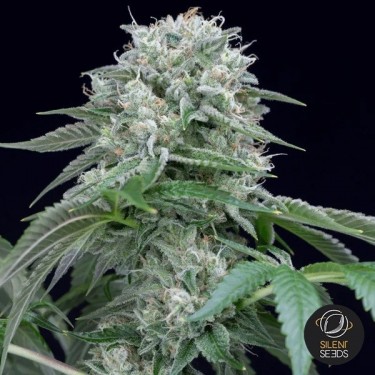 Plante de cannabis Starfire OG