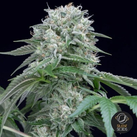 Plante de cannabis Starfire OG