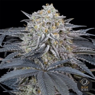 Watermelon Runtz Silent Seeds