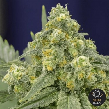 White Widow Plante de cannabis