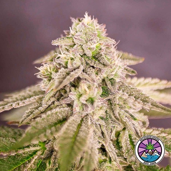 Voir Bay Burger plante de cannabis