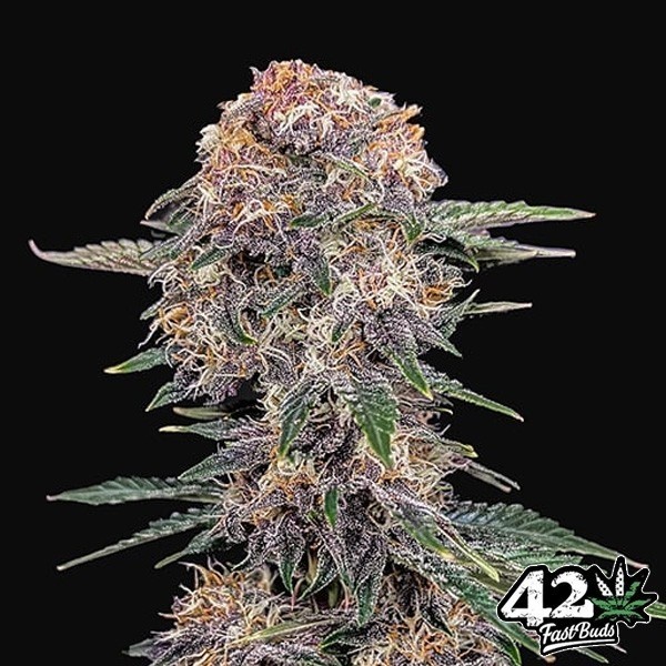 Voir Cherry Cola Auto