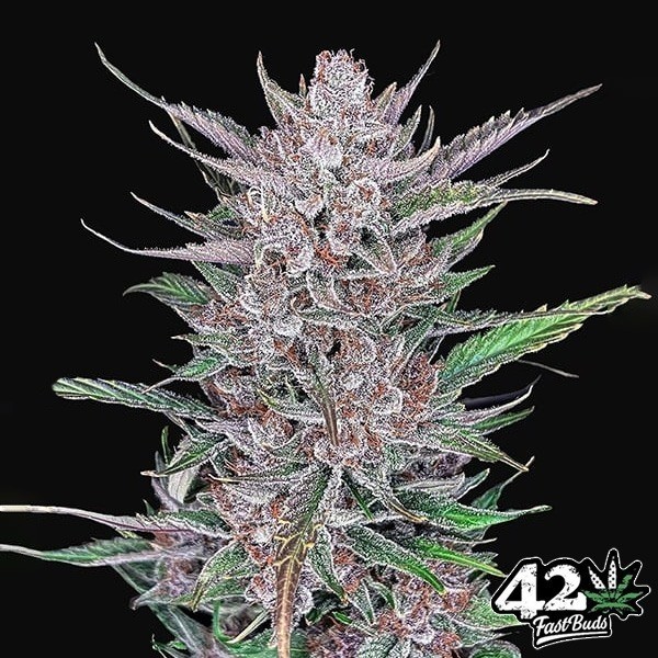 Voir Gorilla Punch Auto