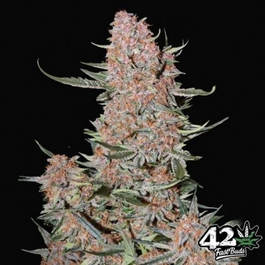 Ztrawberriez Auto de Fast Buds - GB The Green Brand