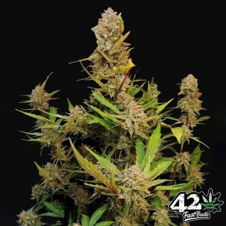 Apricot Auto de Fast Buds - GB The Green Brand