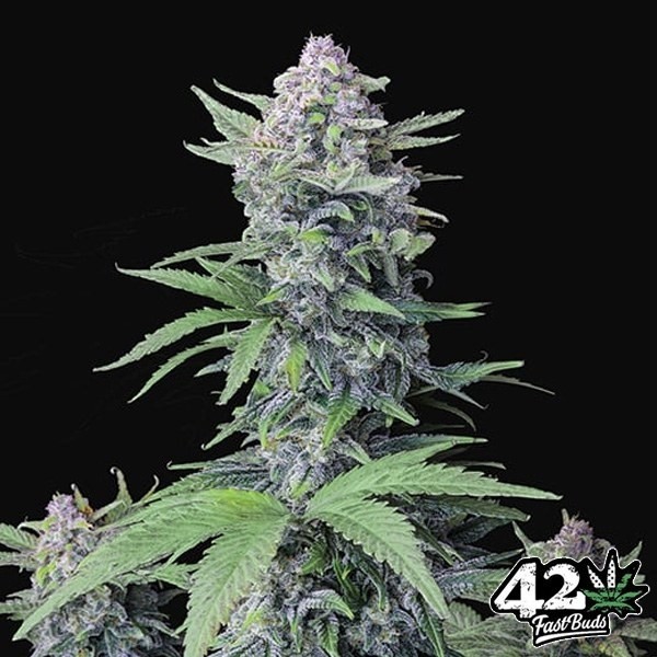 Voir Tropicana Cookies Auto de Fast Buds