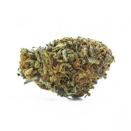 Fleurs The Tree CBD Outdoor legales - GB The Green Brand