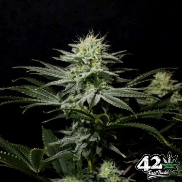 GG4 Sherbet Fast Fast Buds