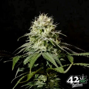 Tropicana Cookies Fast de Fast Buds