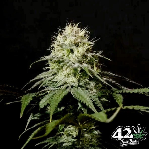 Voir Tropicana Cookies Fast de Fast Buds