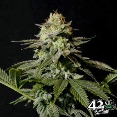 Orange Sherbet Fast de Fast Buds