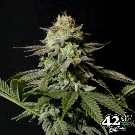 Orange Sherbet Fast de Fast Buds