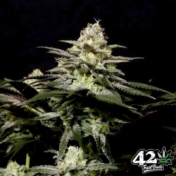 Voir Purple Lemonade Fast