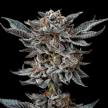 Acheter Gorilla Kingdom Glue Auto BSF Seeds - GB The Green Brand