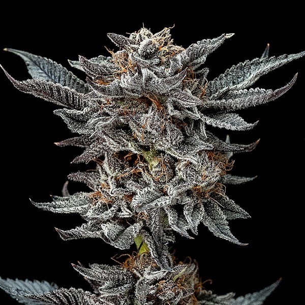 Acheter Gorilla Kingdom Glue Auto BSF Seeds - GB The Green Brand