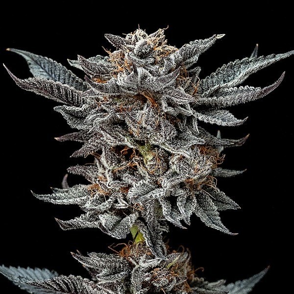 Voir Gorilla Kingdom Glue 4 de BSF Seeds graine féminisée - Grow Barato