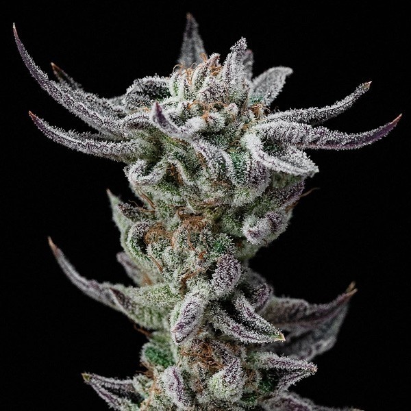 Voir Gorilla Kingdom Glue Faster de BSF Seeds - Grow Barato