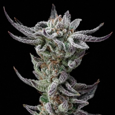 Gorilla Kingdom Glue Faster de BSF Seeds - Grow Barato