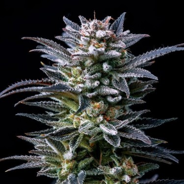 Acheter Gorilla Kingdom Ghost de BSF Seeds - GB The Green Brand