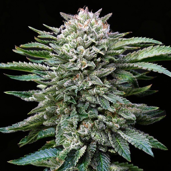 Voir Achetez Gorilla Kingdom White de BSF Seeds - Grow Barato
