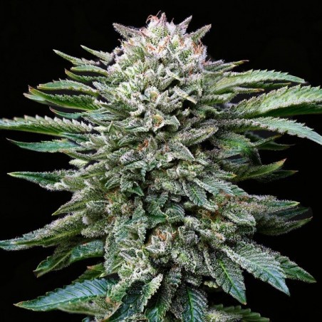 Achetez Gorilla Kingdom White de BSF Seeds - Grow Barato