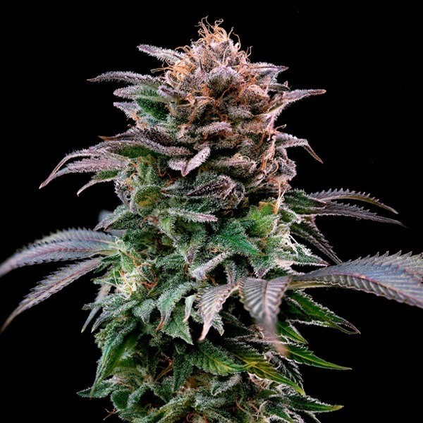 Voir Achetez Gorilla Kingdom Banana de BSF Seeds - GB