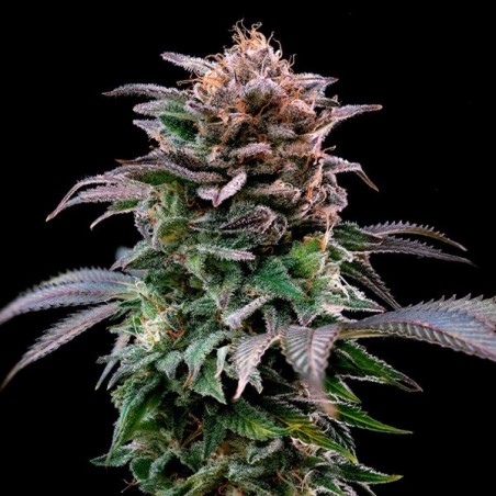 Achetez Gorilla Kingdom Banana de BSF Seeds - GB