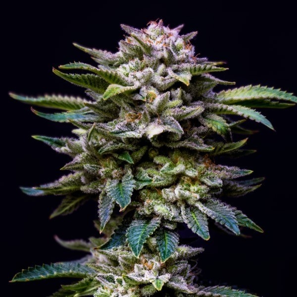Voir Acheter Gorilla Kingdom Rainbow de BSF Seeds - GB The Green Brand