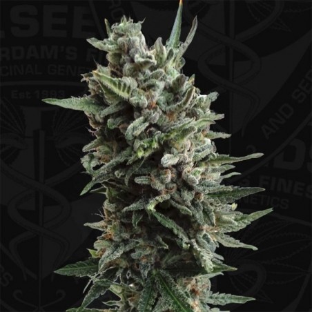 Auto Critical Hog de T.H. Seeds Auto - Grow Barato