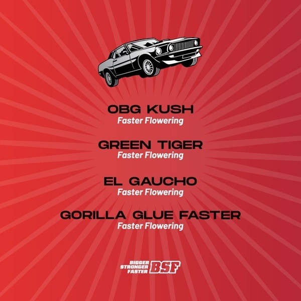 Voir Faster and Furious Faster Mix souches