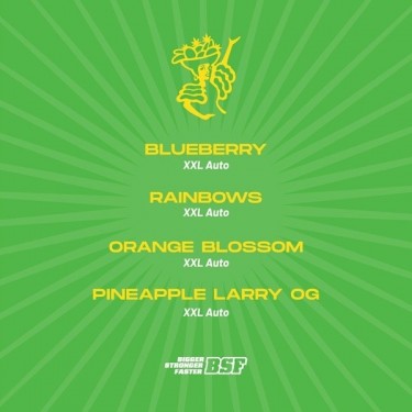 Tutti Frutti XXL Mix Autofloraison