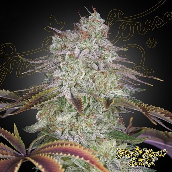 Voir AlienZ - Green House Seeds