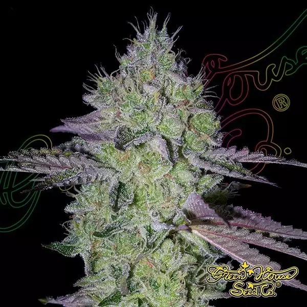 Voir Tarte Tatin Green House Seeds - GB The Green Brand