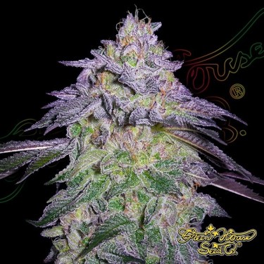 Nori Cake plante de cannabis