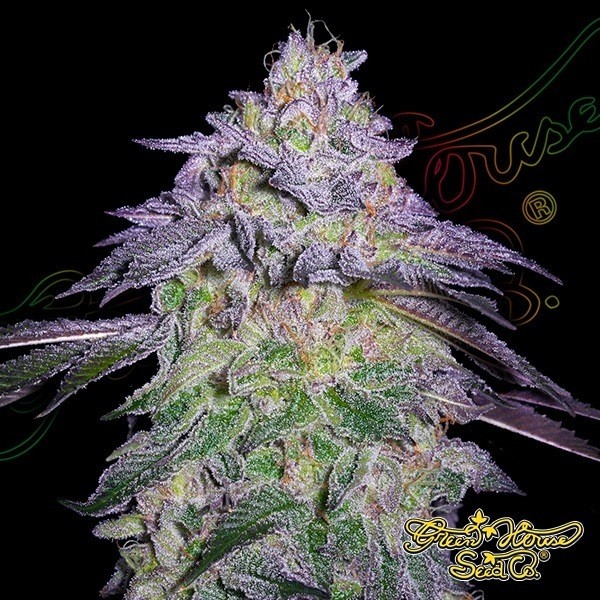 Voir Nori Cake plante de cannabis