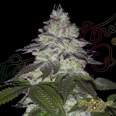 Milky Dreams Green House Seeds - GB The Green Brand