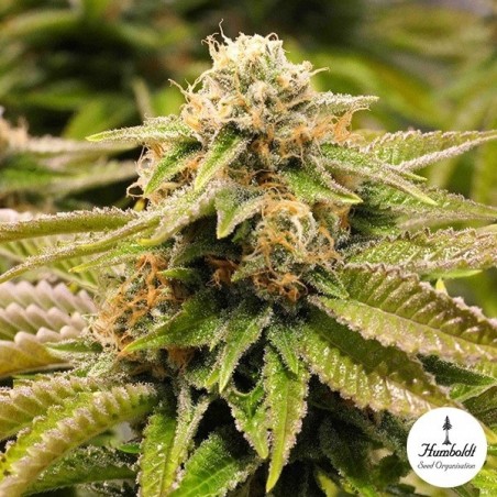 Gorilla Breath Plante de cannabis